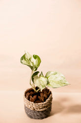 Epipremnum aureum "Manjula"